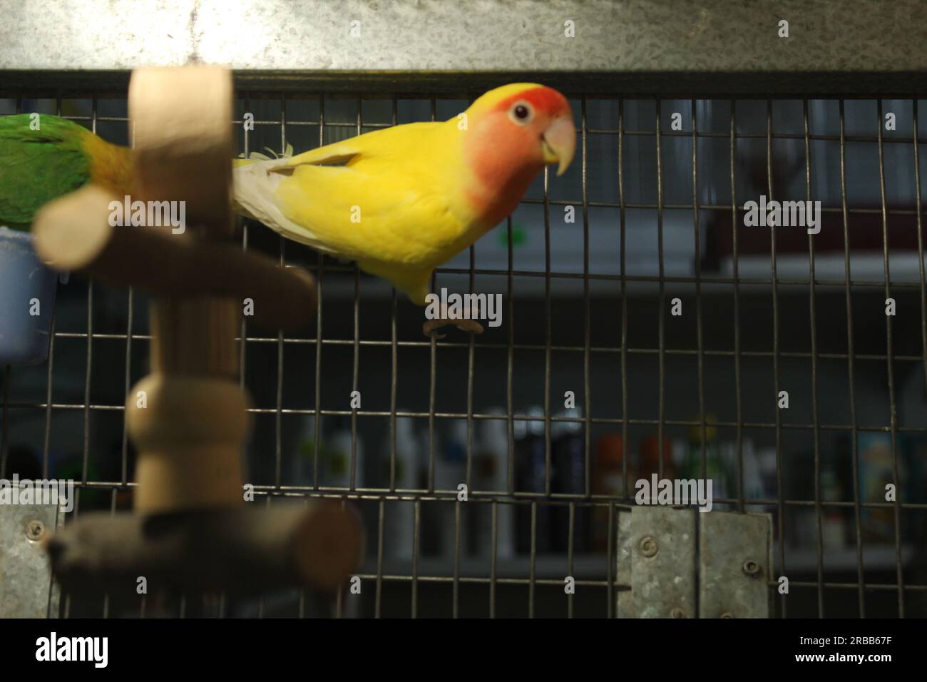 The parrot Rosello yellow red sits in a cage on a stick perch. Birds in the nursery. Sale of parrots Stock Photo
