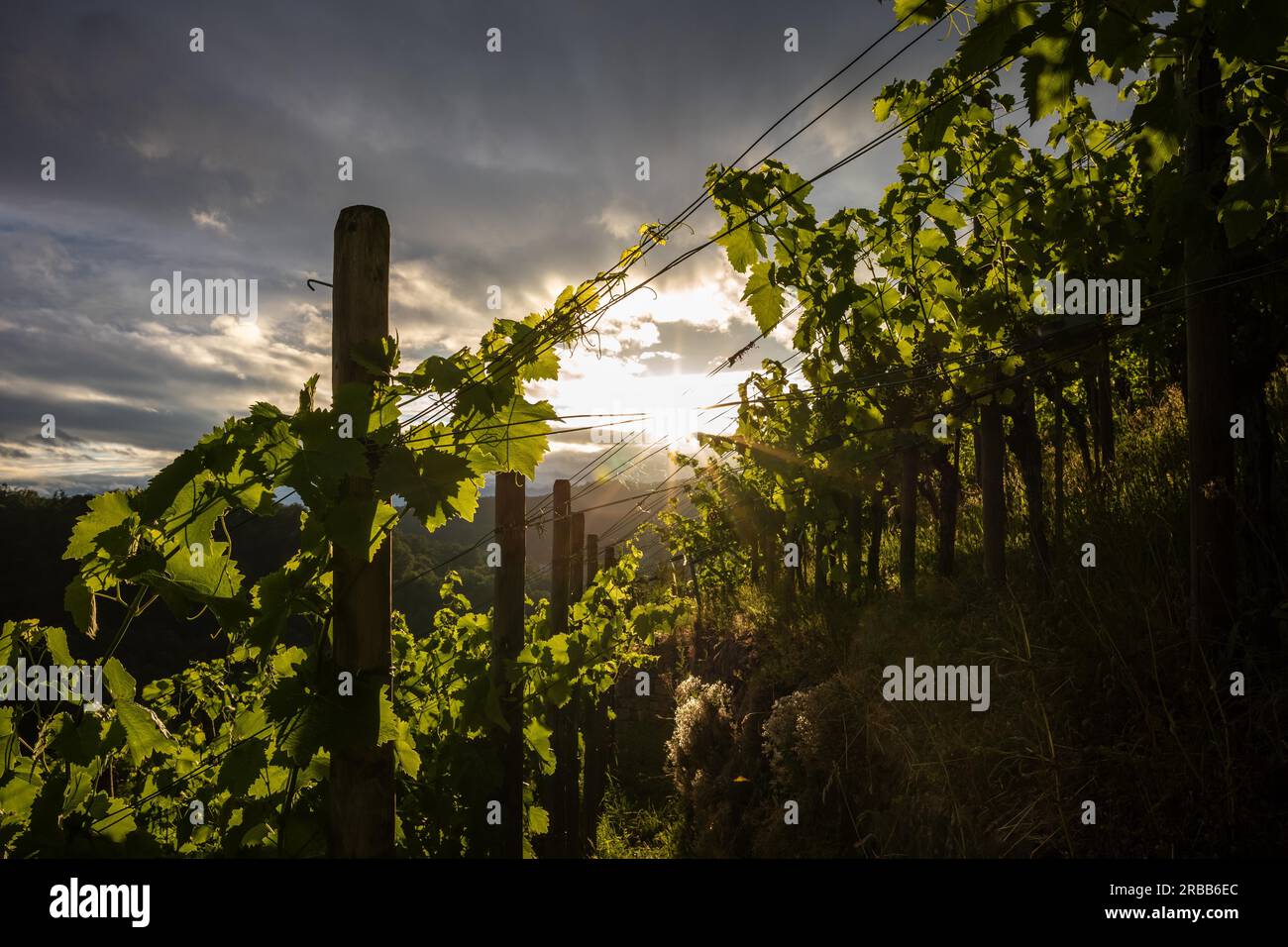 Vines, vine cultivation, grape variety Trollinger, vineyard Degerlocher Scharrenberg, Degerloch, Stuttgart, Baden-Wuerttemberg, Germany Stock Photo