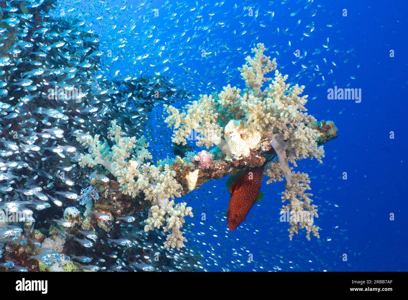 Broccoli tree (Litophyton arboreum), jewel grouper (Cephalopholis oligosticta) and shoal, group of red sea glassfish (Parapriacanthus guentheri) Stock Photo