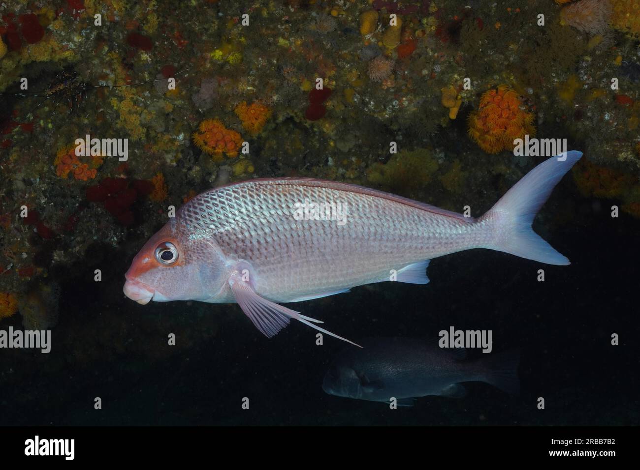 Natal fingerfin (Chirodactylus jessicalenorum), endemic bony fish. Aliwal Shoal Dive Site, Umkomaas, KwaZulu Natal, South Africa Stock Photo