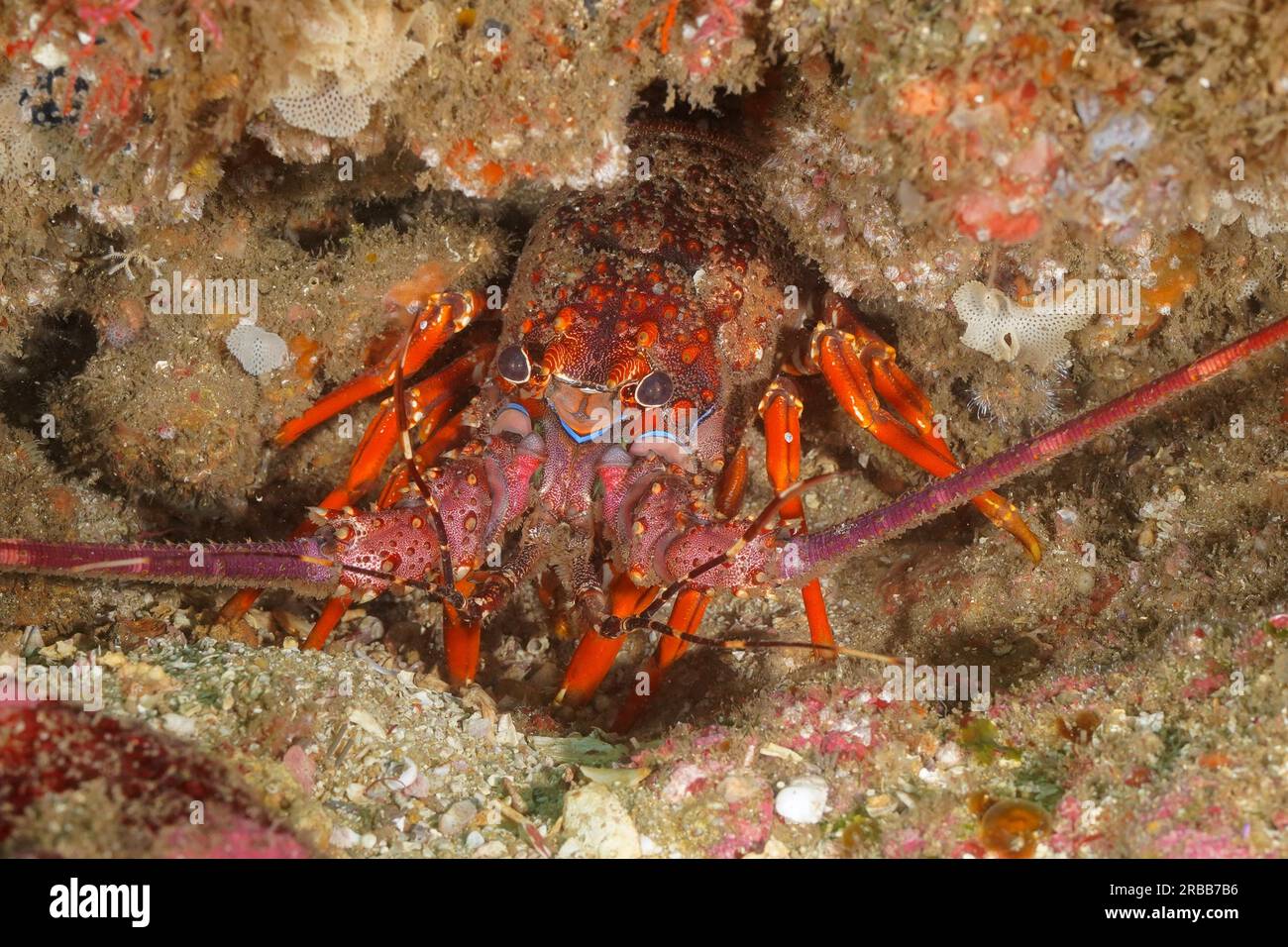 Comb crayfish (Panulirus homarus rubellus), Aliwal Shoal dive site, Umkomaas, KwaZulu Natal, South Africa Stock Photo