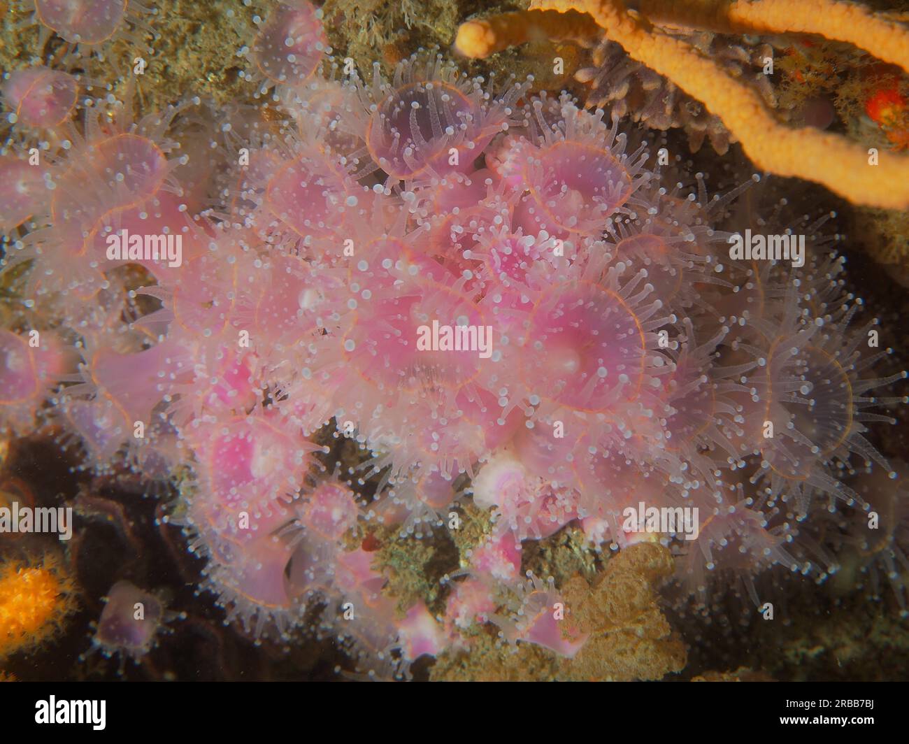 Strawberry anemone (Corynactis annulata), sea anemone, False Bay, Cape of Good Hope, Cape Town, South Africa Stock Photo