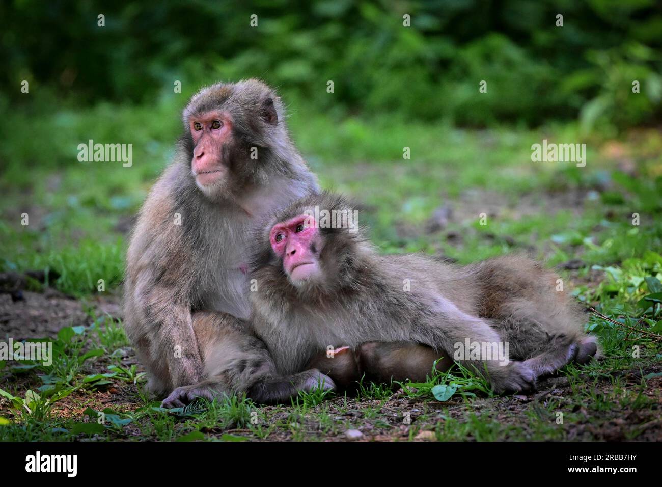 Japanese macaque (Macaca fuscata), snow monkey or red-faced macaque, captive, Affenberg Landskron, Carinthia, Austria Stock Photo