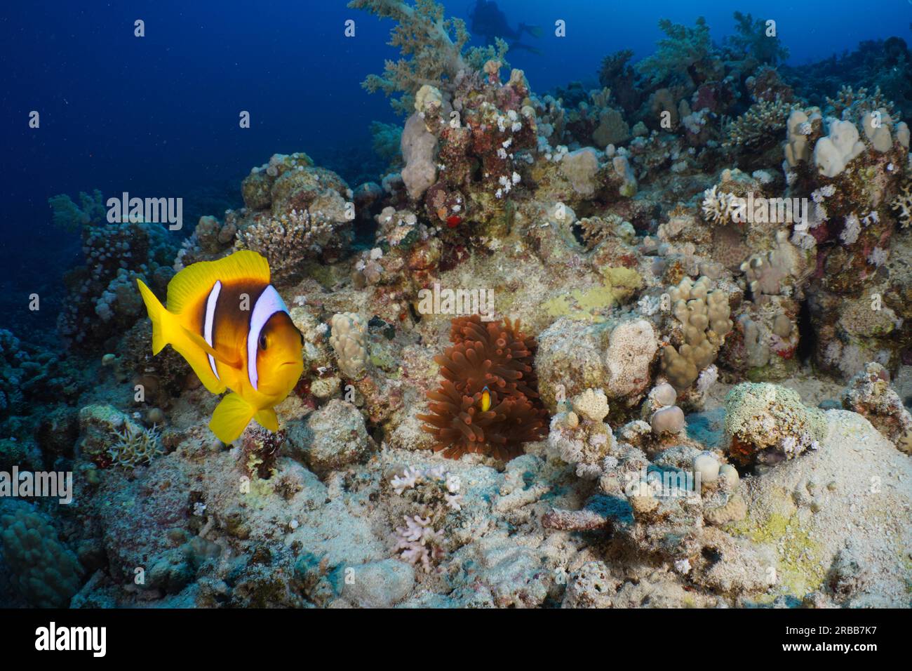Red sea clownfish (Amphiprion bicinctus), House Reef dive site