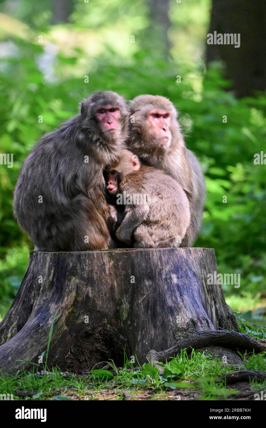 Japanese macaque (Macaca fuscata), snow monkey or red-faced macaque, captive, Affenberg Landskron, Carinthia, Austria Stock Photo