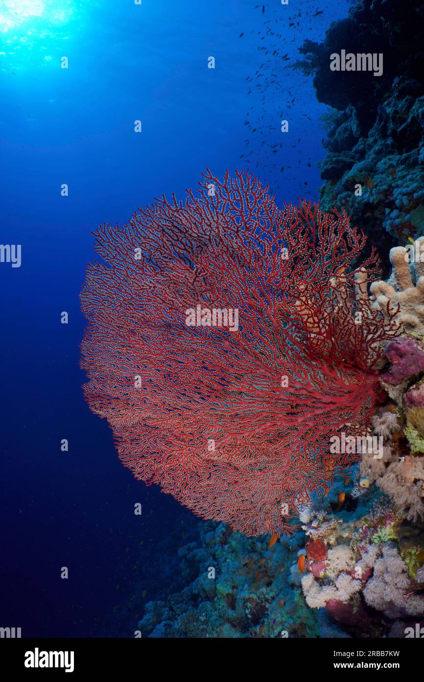 Red knot coral (Acabaria biserialis) in the backlight, on a steep wall. Dive site St Johns Reef, Saint Johns, Red Sea, Egypt Stock Photo
