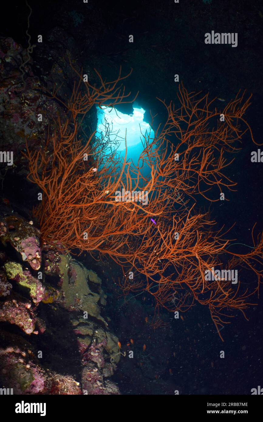 Black wire coral (Antipathes dichotoma) in a cave, St Johns reef dive site, Saint Johns, Red Sea