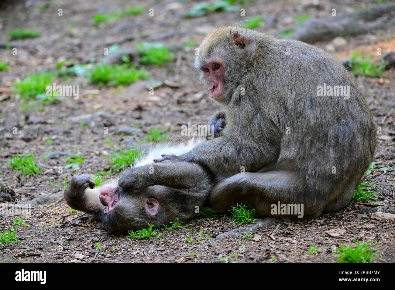 Japanese macaque (Macaca fuscata), snow monkey or red-faced macaque, captive, Affenberg Landskron, Carinthia, Austria Stock Photo