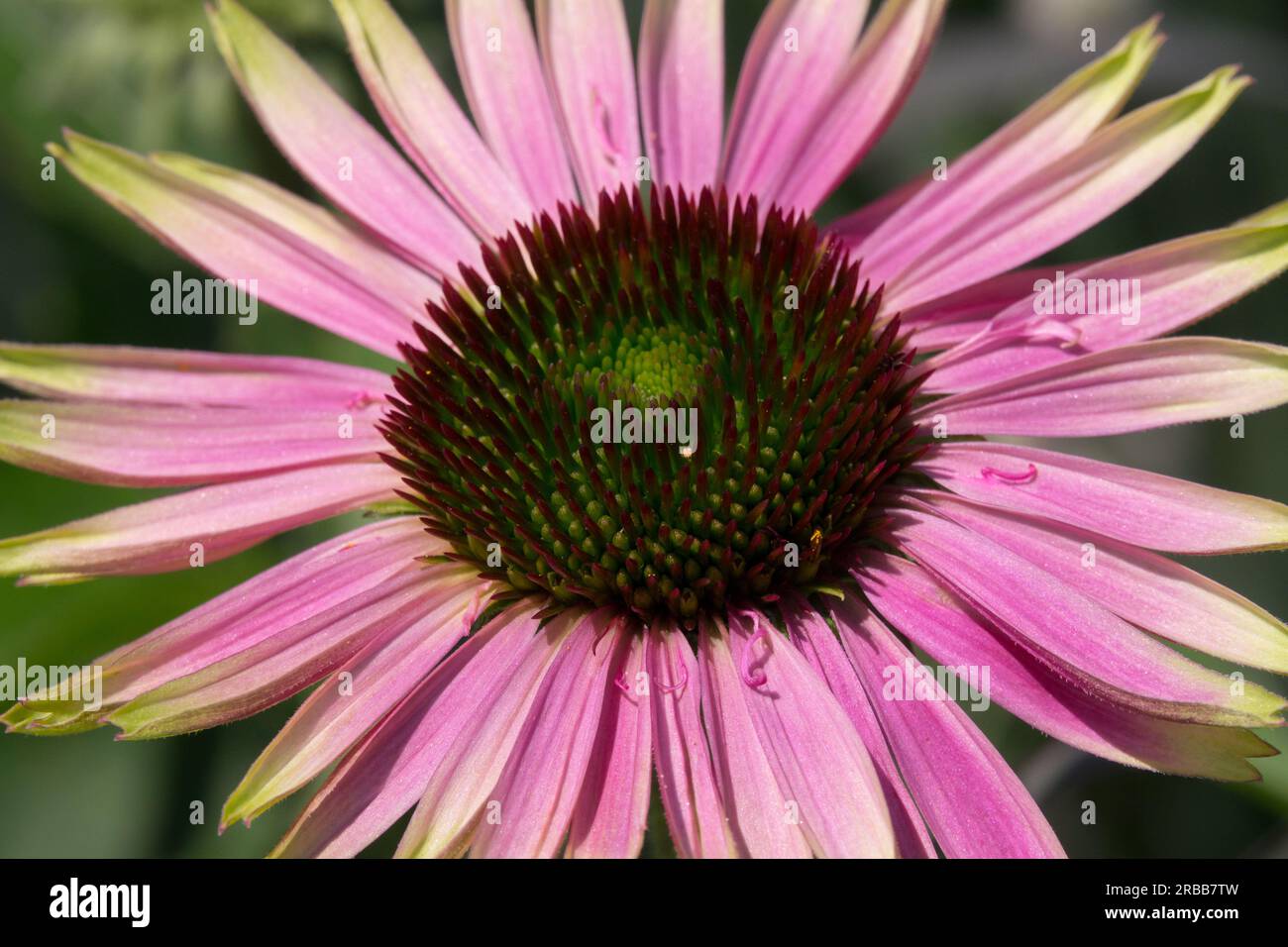 Flower, Echinacea 'Green Twister' Stock Photo