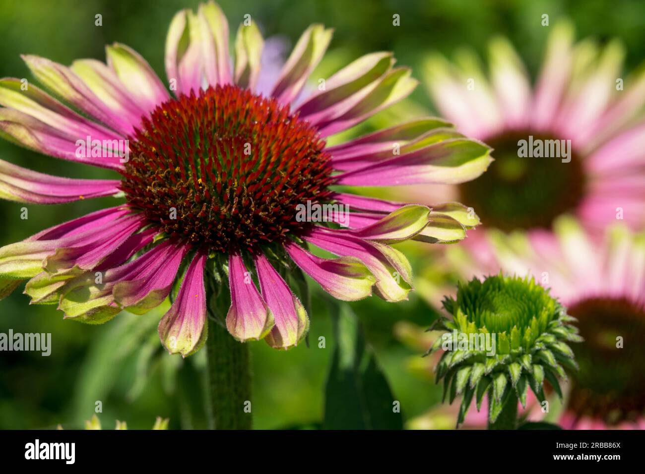 Echinacea, Coneflower, Echinacea 'Green Twister', Blooming, Echinaceas flowerheads Stock Photo