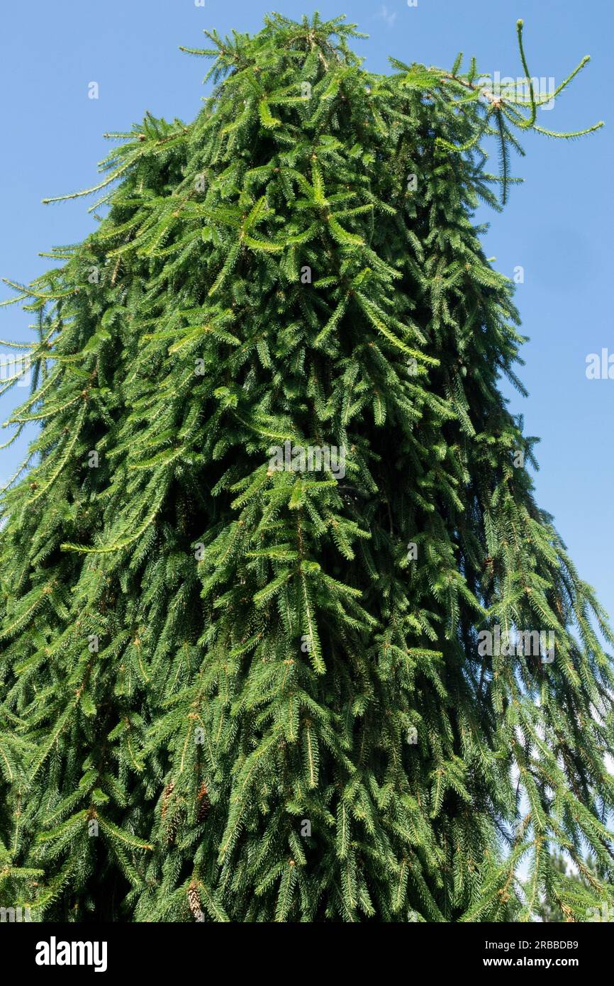 Norway spruce, Picea abies "Inversa", Weeping Branches Stock Photo Alamy