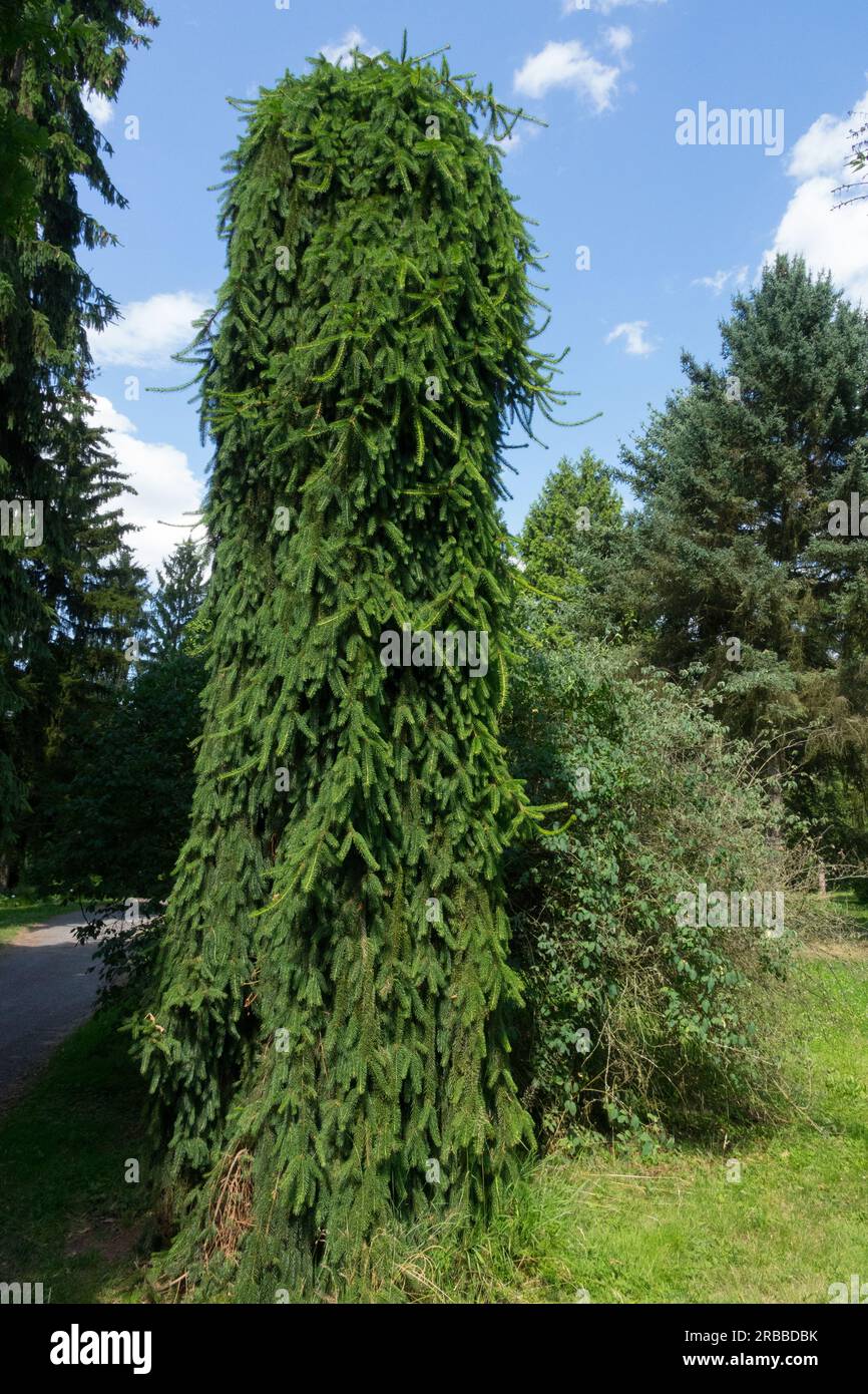 Pendulous, Spruce, Picea 'Inversa' Picea abies Tree, Columnar, Compact branches Tree in the Garden Stock Photo