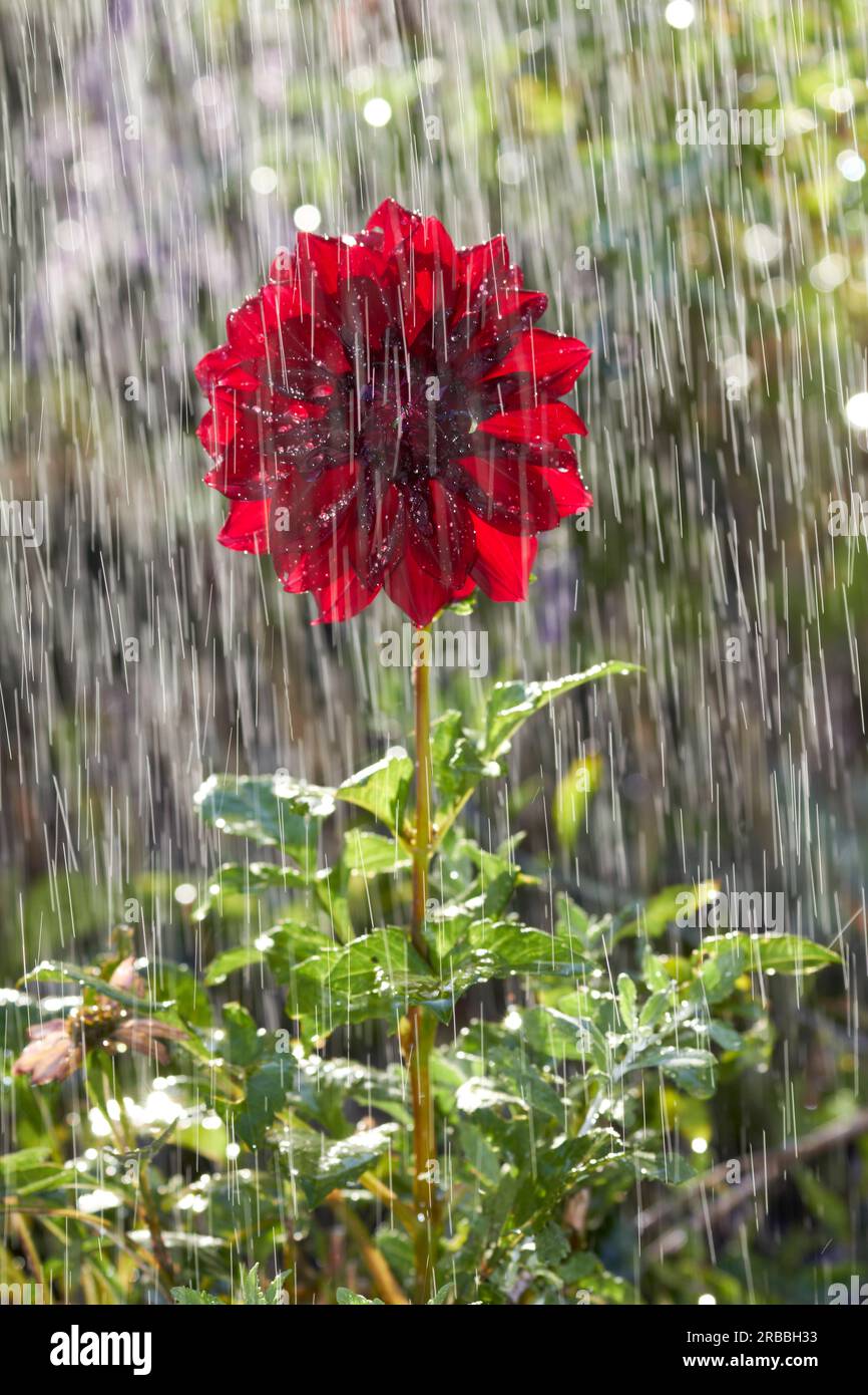 watering flower/ sun shower Stock Photo Alamy