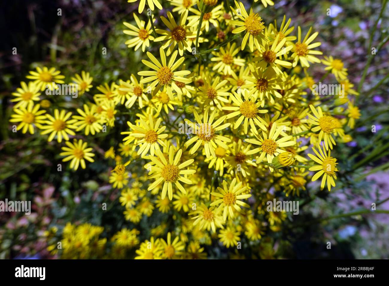Jakobs-Kreuzkraut, Jakobs-Greiskraut (Senecio jacobaea) - blühende Pflanze Stock Photo
