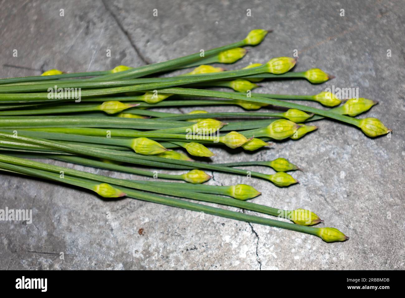 Flower bud of Garlic Chives (Allium tuberosum) also known as Asian