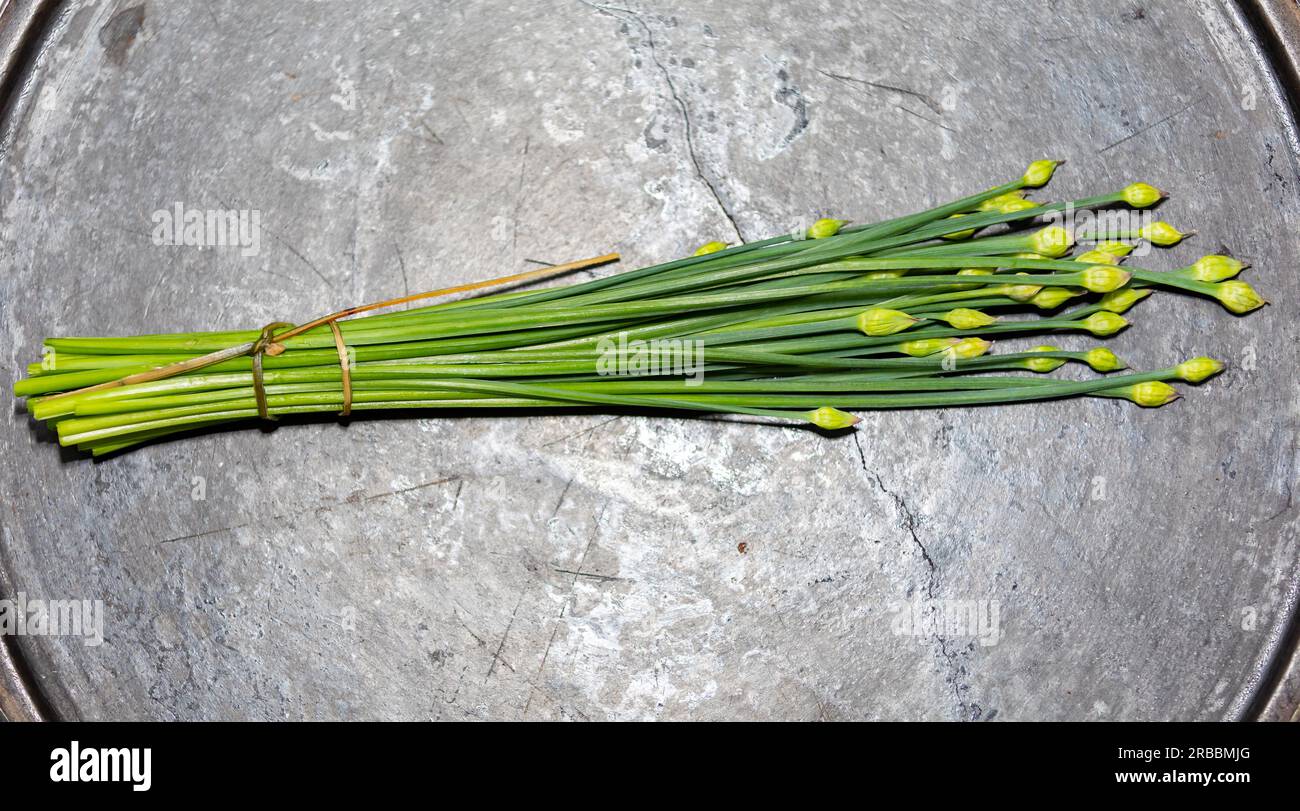 Flower bud of Garlic Chives (Allium tuberosum) also known as Asian Chives, Oriental Garlic, Chinese Chives or Chinese Leek, closeup nirá Stock Photo