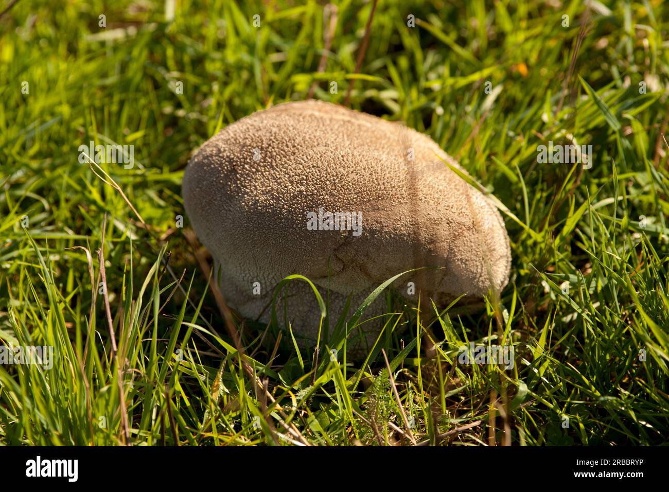 huge Puffball bovist mushroom in meadow Stock Photo