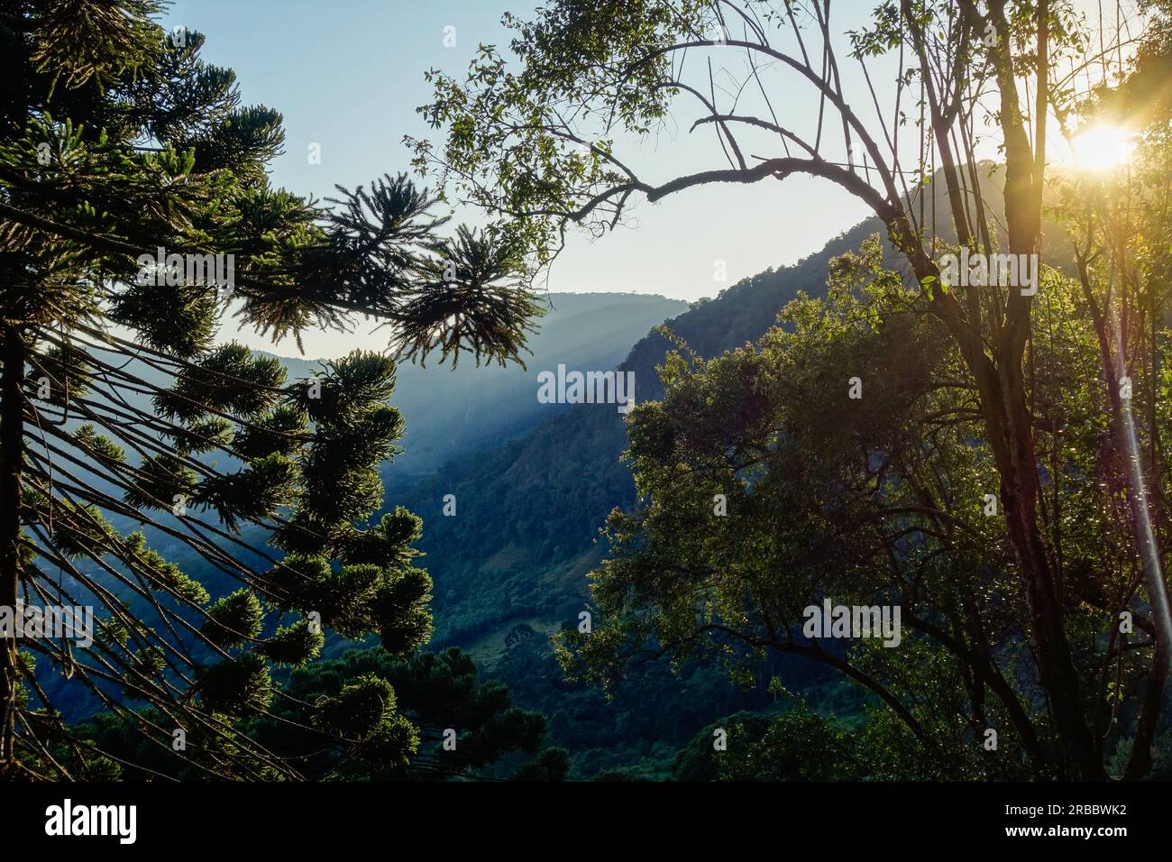 Tree crowns of Araucaria, aka Araucaria angustifolia, in forest of southern Brazil. Stock Photo
