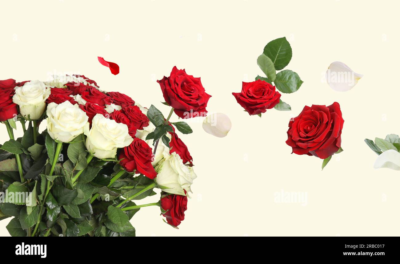 Flower buds and petals flying into bunch of roses on beige background ...