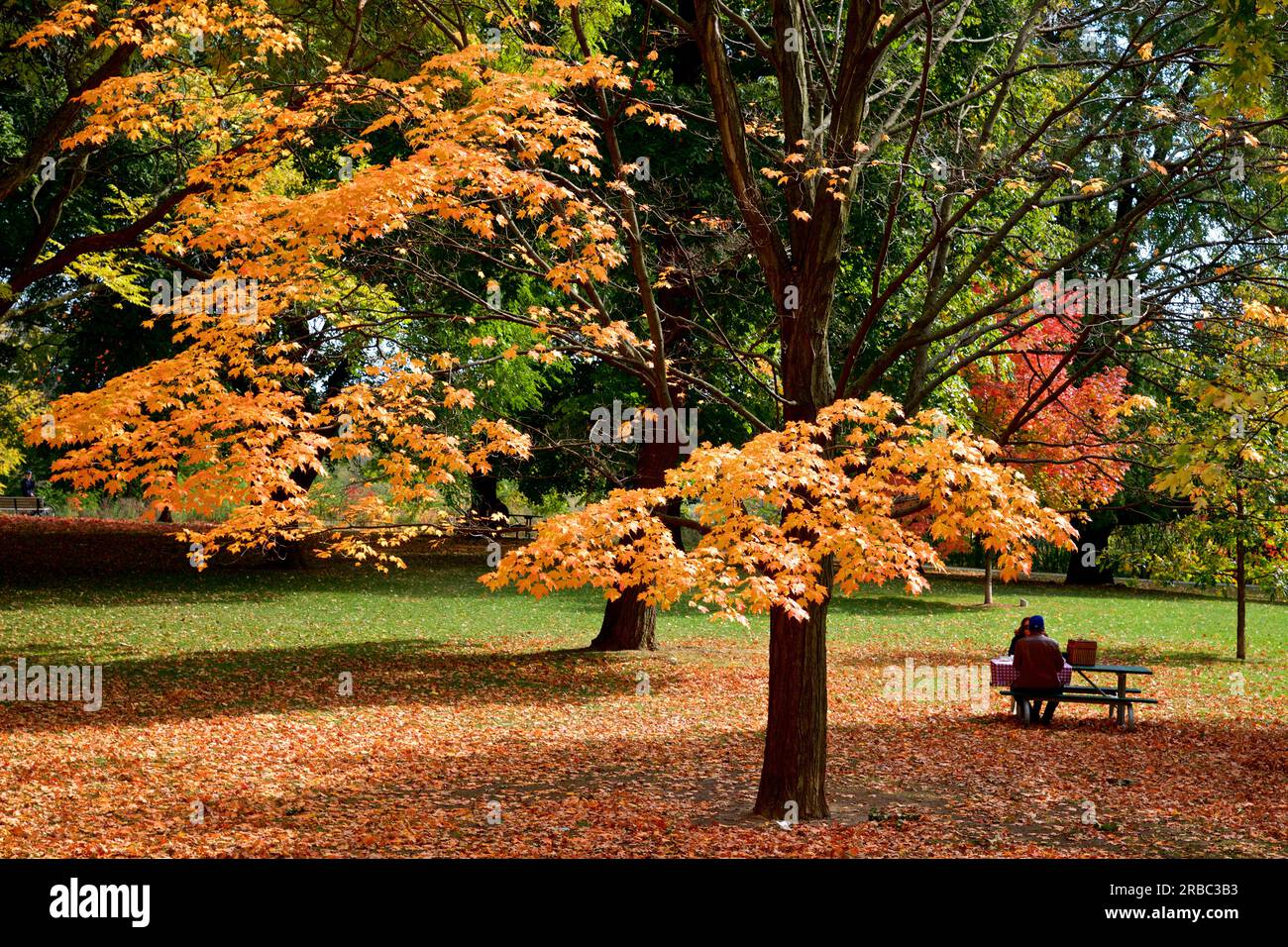 Couple sitting on a park bench with autumn leaf colour.  Relaxing in a public park in the morning Stock Photo