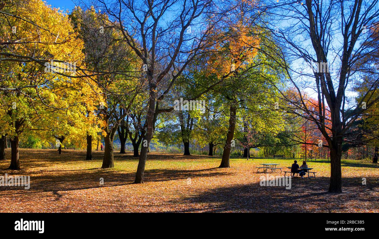 Couple sitting on a park bench with autumn leaf colour. Autumn leaf colour in the public park Stock Photo