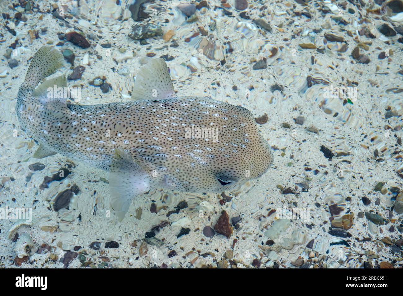 A unique photo of an unpuffed pufferfish in shallow water, taken from above the surface with a