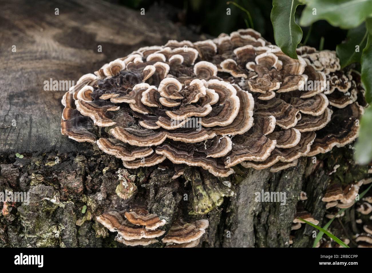 Turkey tail Fungus - Trametes versicolor. Stock Photo