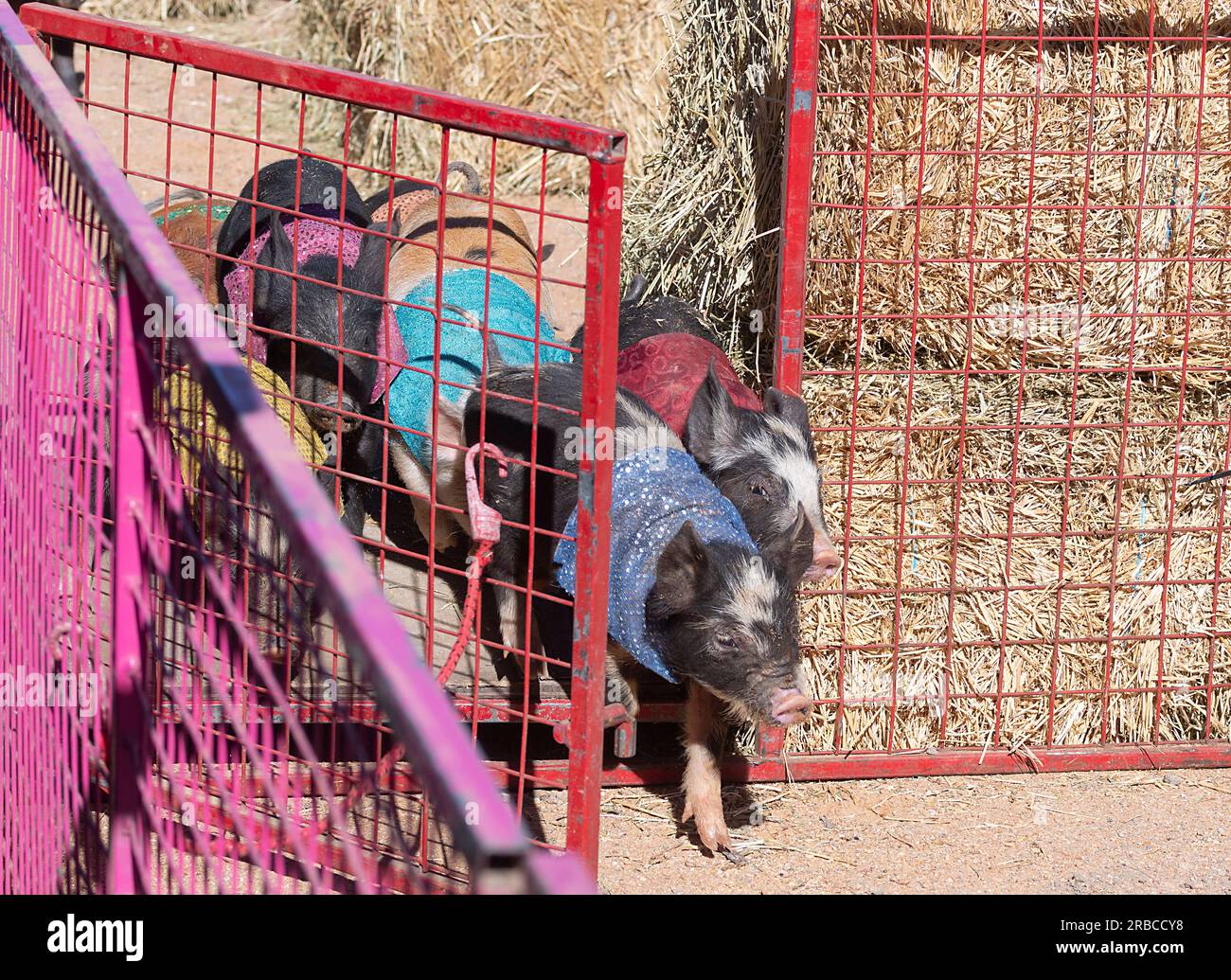 Piglets racing through a gate during the Pig Races at the Bedourie Camel Race event, an Australian Outback tradition, Queensland, QLD, Australia Stock Photo