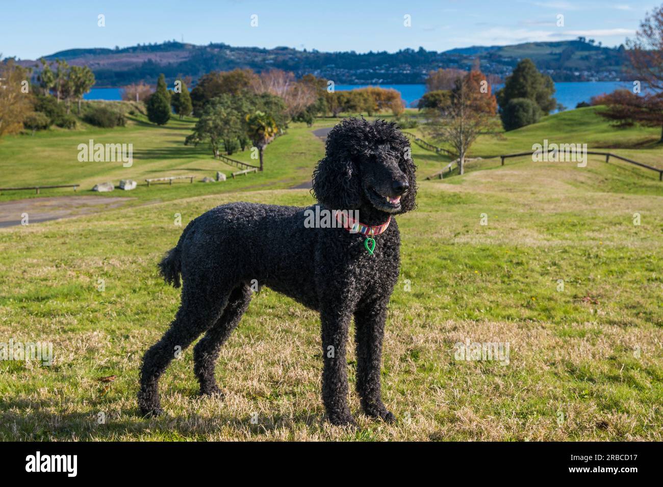 Black standard poodle standing in the grass in Park, Taupo, New