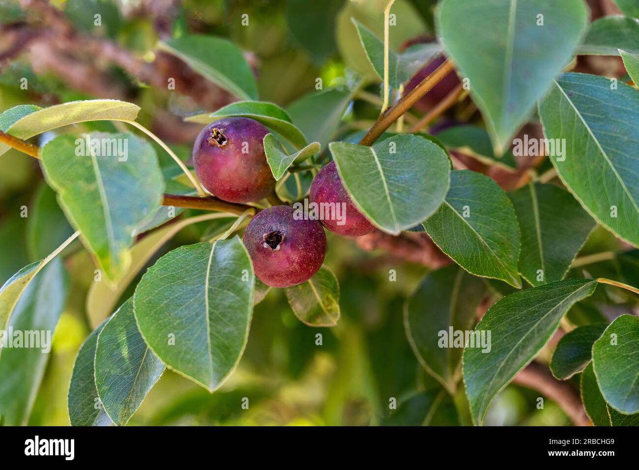 Fresh sweet Pear Seckel fruit growing on a tree Stock Photo
