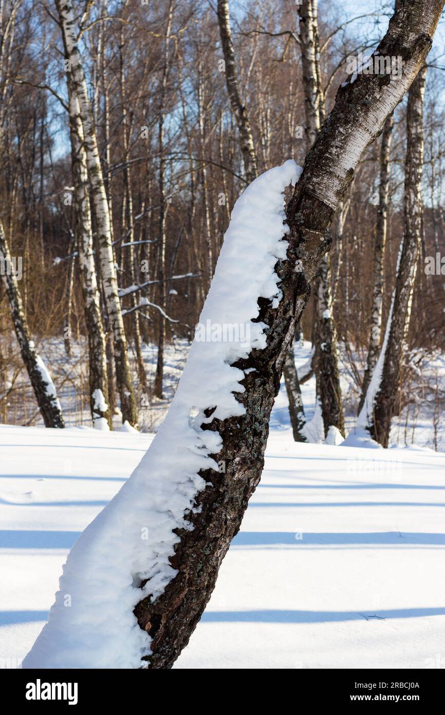 Snow crawling on the tree. White snow accumulated on a birch in a winter forest during a thaw Stock Photo