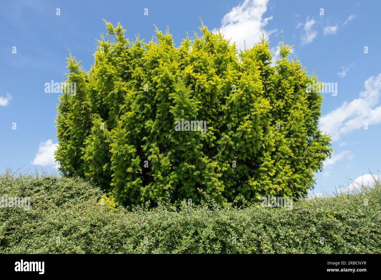 Taxus baccata Tree English Yew and Cotoneaster hedge Yew tree Taxus baccata Stock Photo