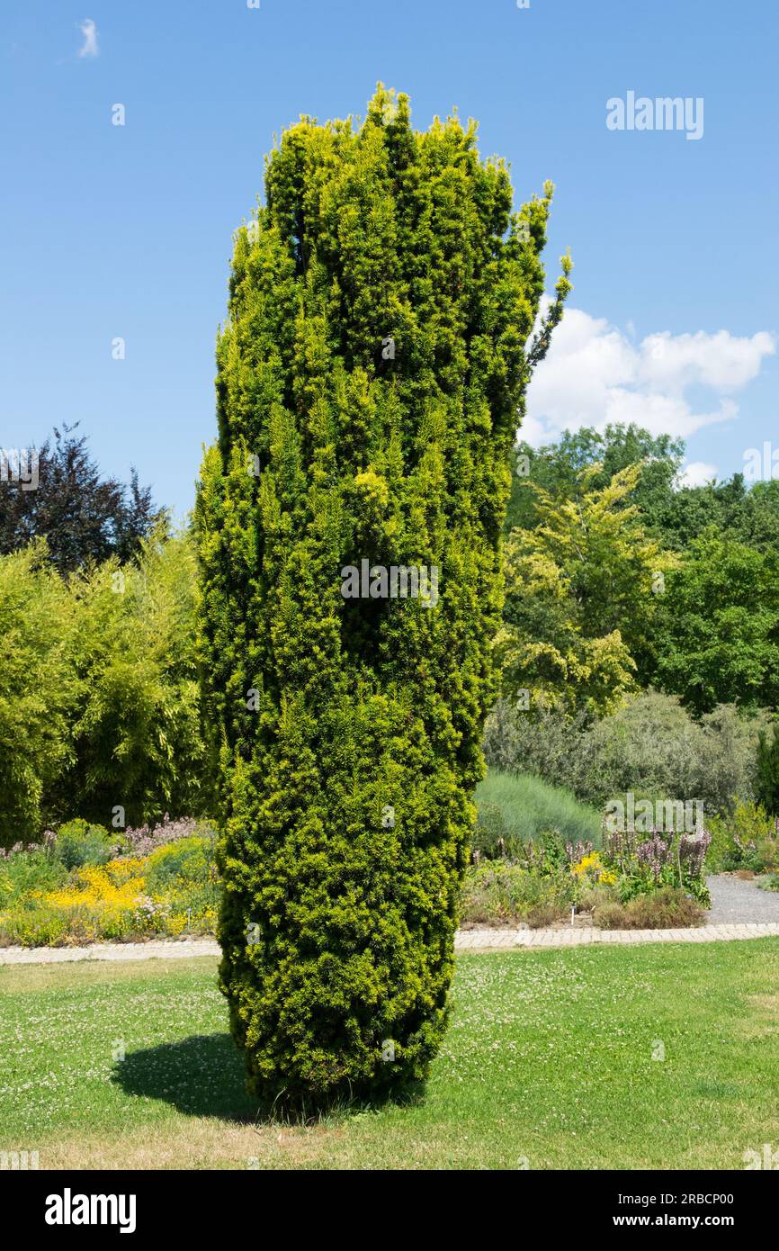 Taxus baccata 'Fastigiata Aurea', English Yew, Taxus baccata, Tree in Garden Stock Photo