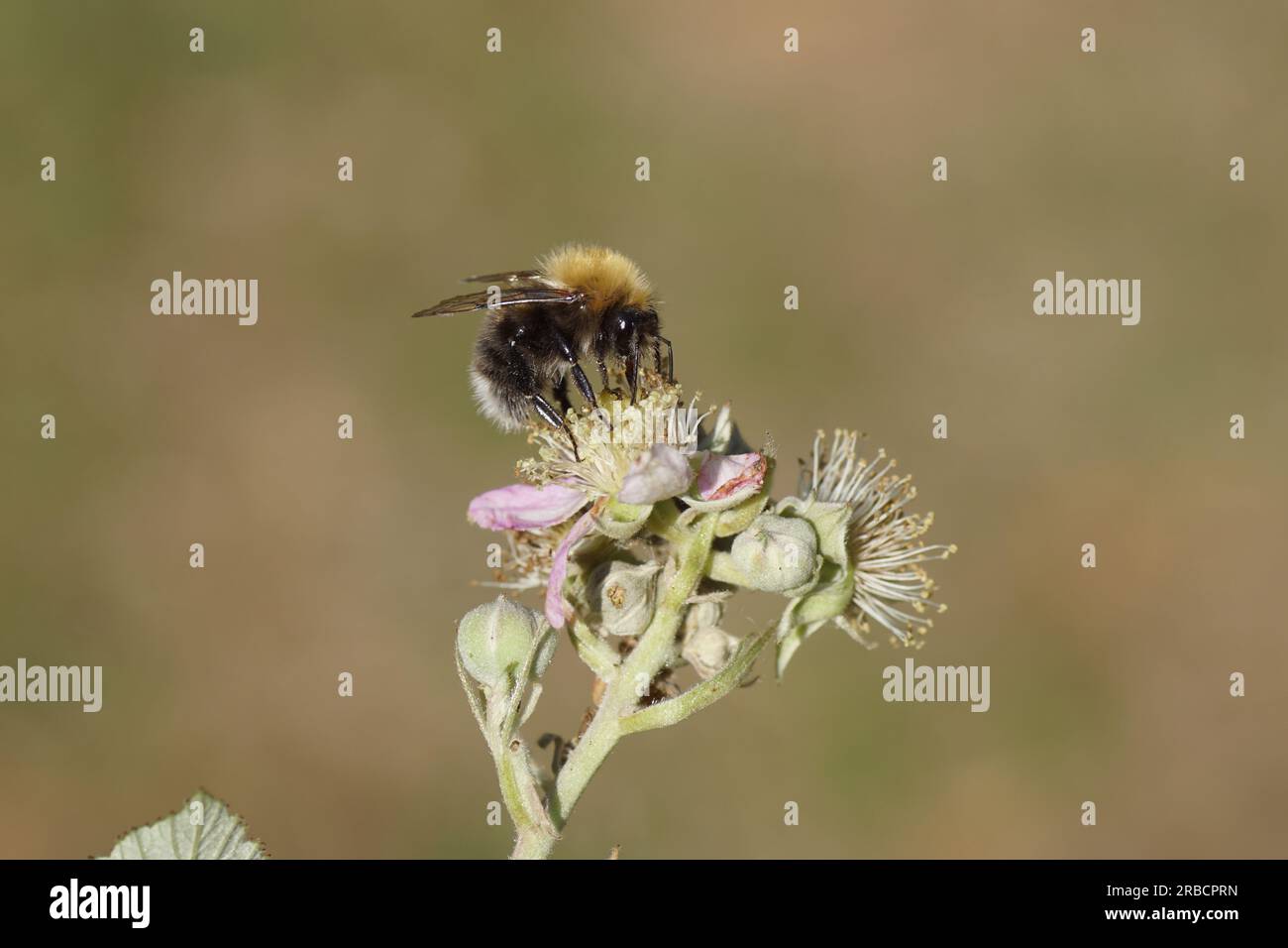 Close up Tree bumblebee, new garden bumblebee (Bombus hypnorum) on flowering Thornless Blackberry (Rubus Hybrid). Family Rosaceae. July, Dutch garden. Stock Photo