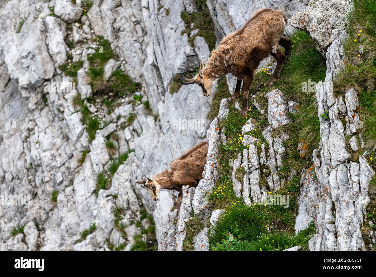 Tatra Chamois Hunting in Slovakia