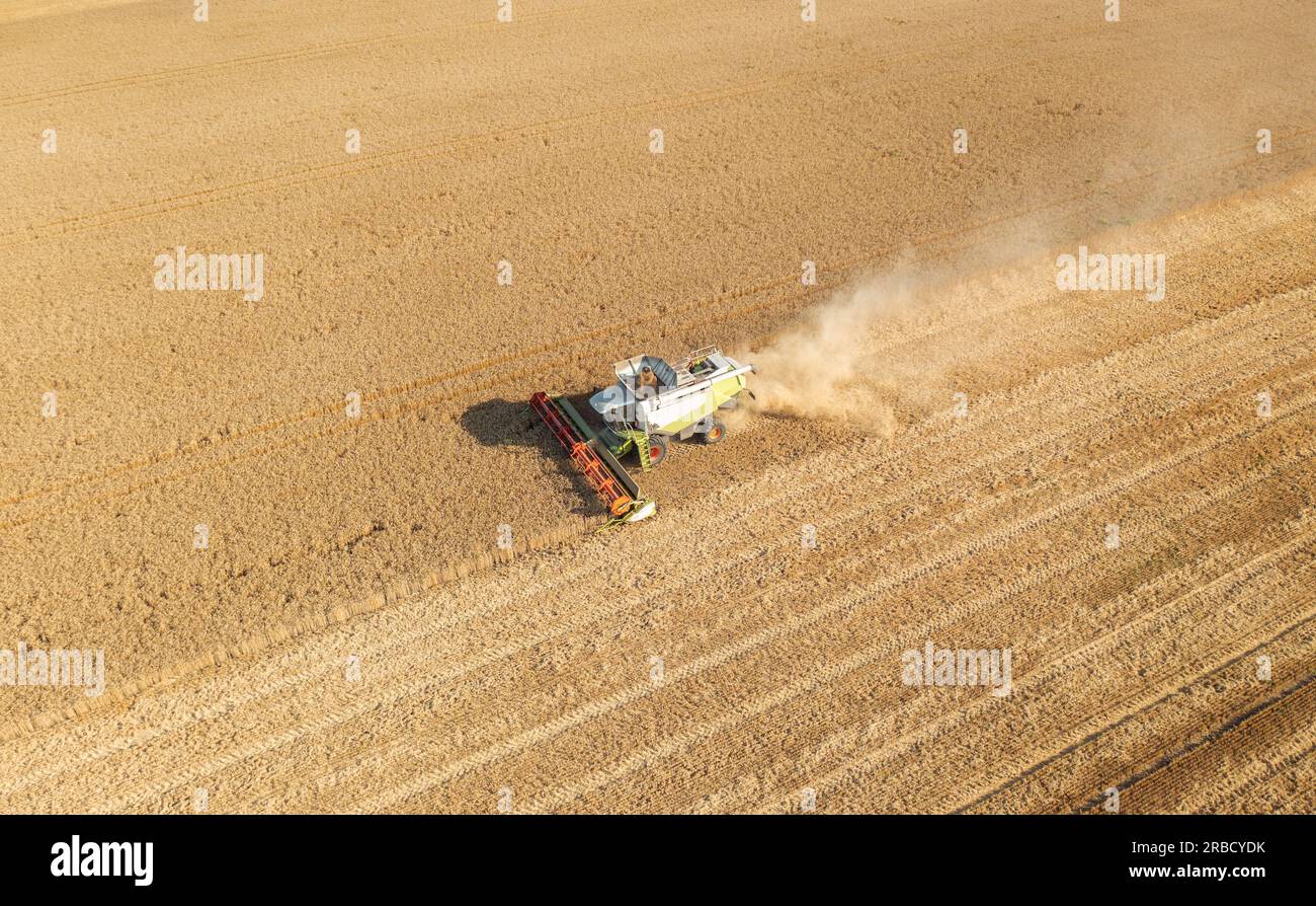 Aerial drone view: combine harvester work in wheat field on sunset ...
