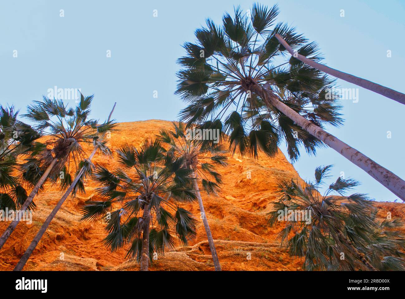 Livistona palms (Livistona victoriae) in front of red rock walls at Mini Palms Gorge, Purnululu (Bungle Bungles), Western Australia Stock Photo