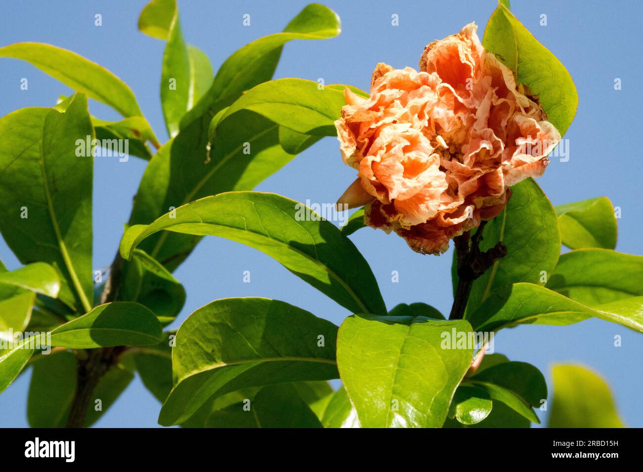 Punica granatum, Flower, Rose, Colour, Punica flower Pomegranate Stock Photo