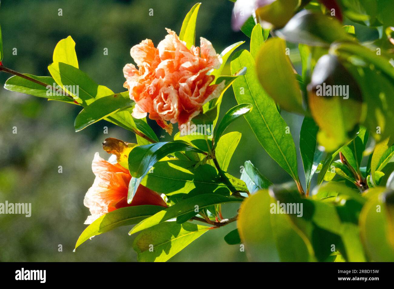 Rose Flower of Punica granatum Stock Photo