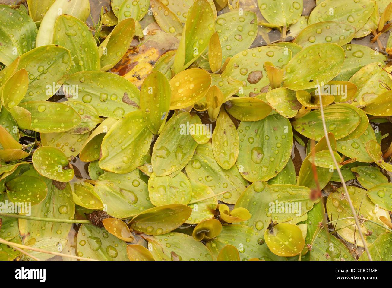 Natural closeup on the floating leaves of the Broad-leaved Pondweed, Broad-leaved Pondweed Stock Photo