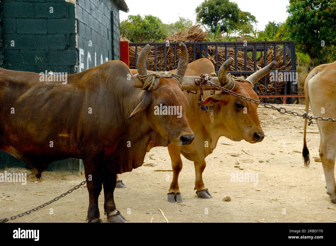 Oxes are working at sugar cane farm. Dominican Republic. Stock Photo