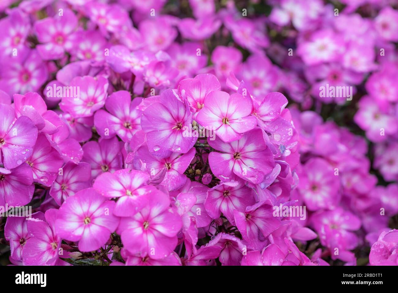 Phlox paniculata  Ditosmur Violet White, Garden Phlox, reddish-purple flowers with white  centres Stock Photo