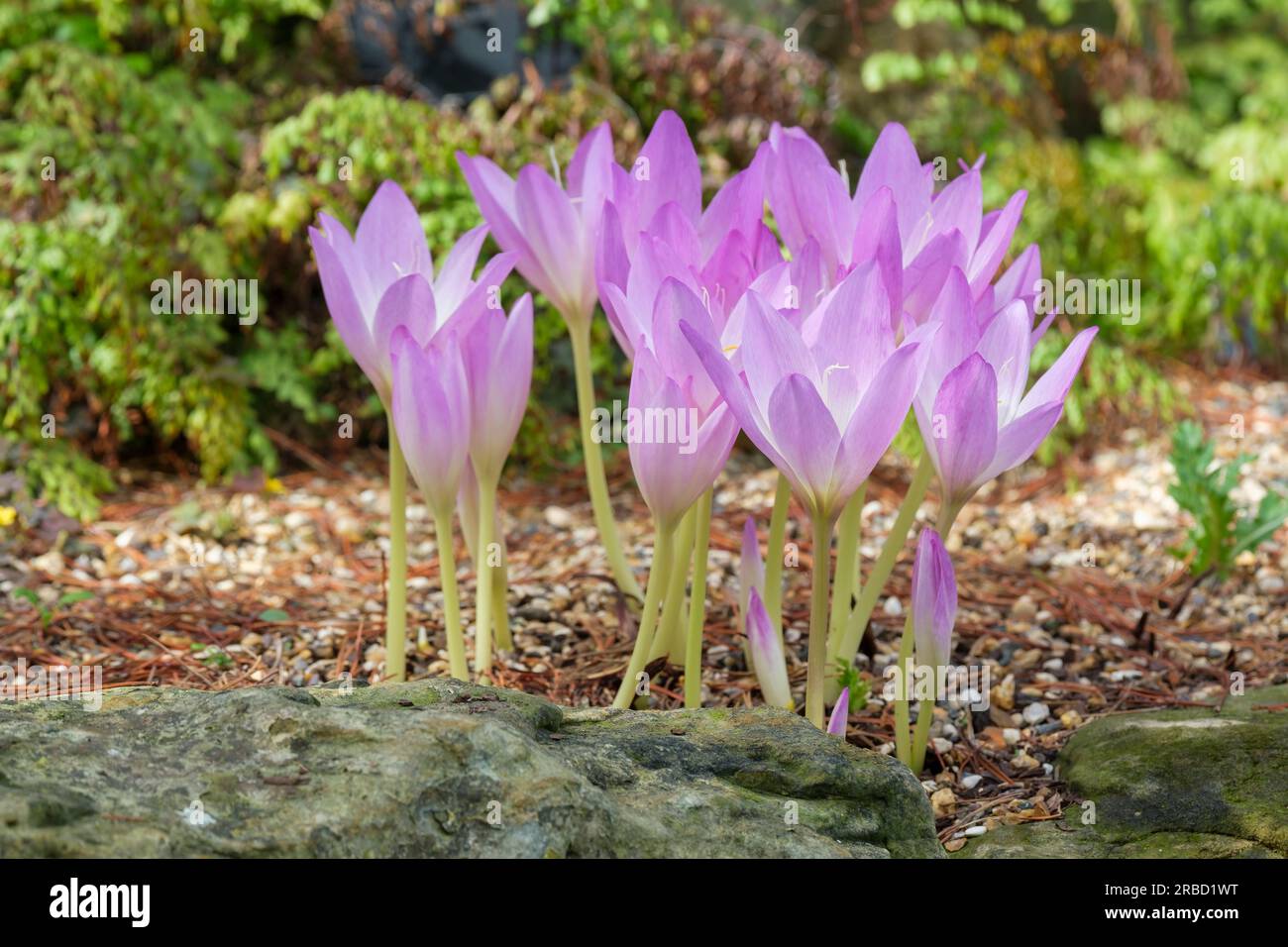 Colchicum speciosum, giant meadow saffron, perennial, pale mauve/pink flowers in late summer Stock Photo