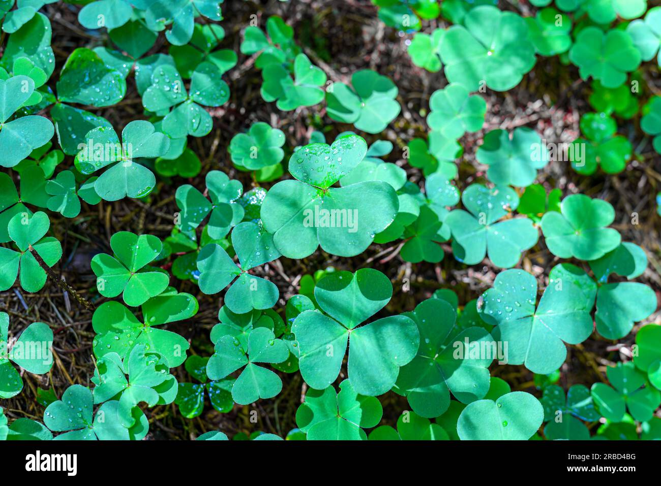 Green clover leaf isolated on dark background. with three-leaved shamrocks. St. Patrick's day holiday symbol. Stock Photo
