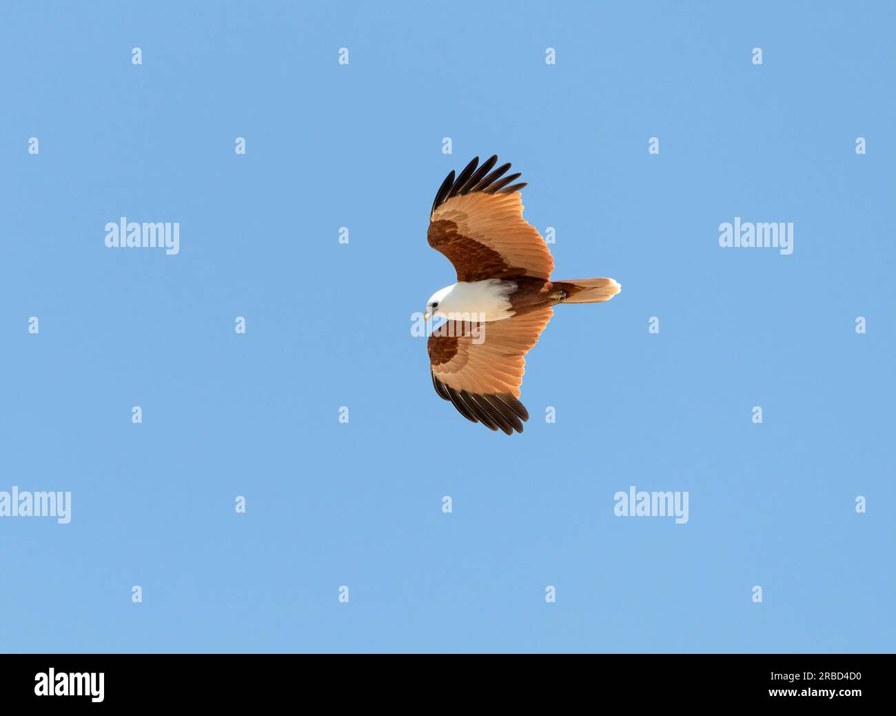 Brahminy Kite (Haliastur indus) soaring bird of prey in flight with a blue isolated sky background. Stock Photo