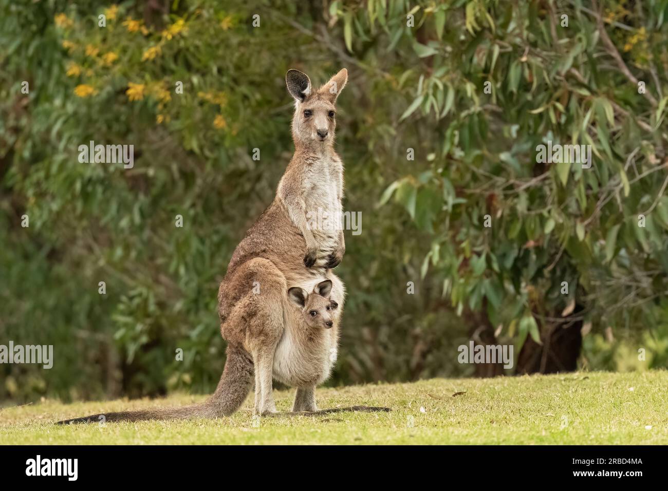 Eastern grey kangaroo with joey in a parkland in the Gold Coast, Australia. Stock Photo