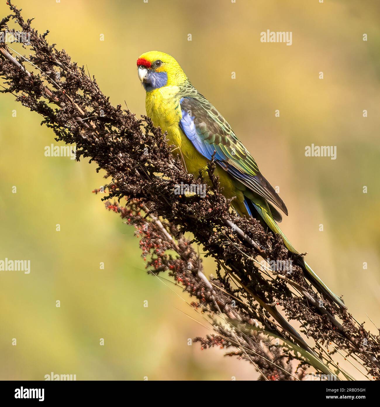 The green rosella or Tasmanian rosella (Platycercus caledonicus ) is a species of parrot native to Tasmania and Bass Strait islands. Stock Photo