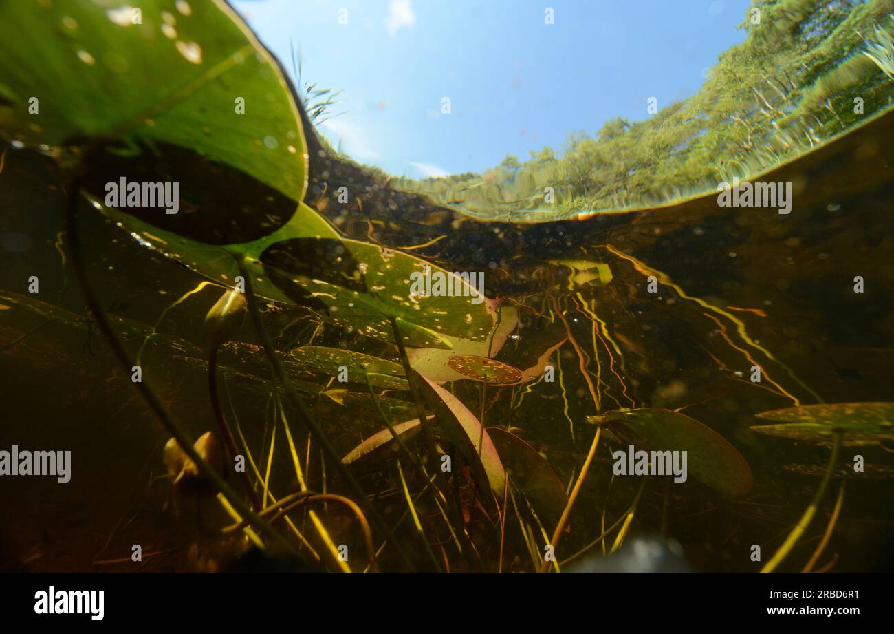 Water lily, plants, Nymphaeaceae, plant family, water, lake, limnic, freshwater, plants, plant, stationary, flowing, root, deep, flower, leaf, the flo Stock Photo