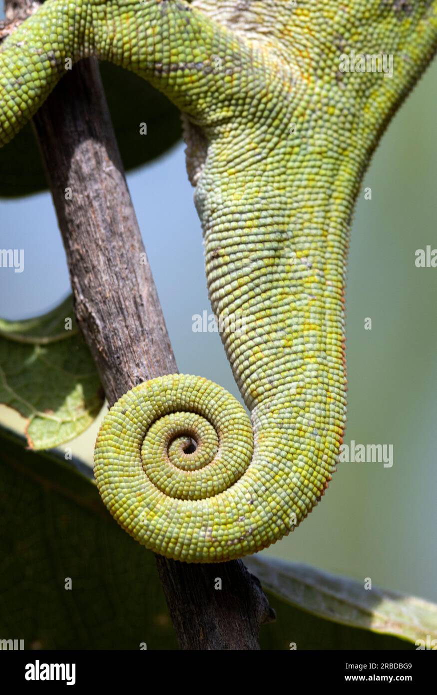 The tail of the Chameleon is prehensile, meaning it can be used as a