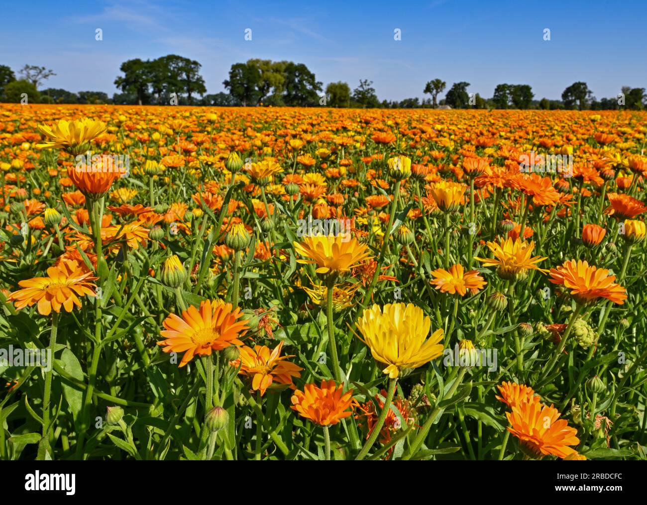 Wilhelmsaue, Germany. 09th July, 2023. A field full of blooming marigolds (calendula) shines in the morning sun near the small village of Wilhelmsaue in the Oderbruch region of eastern Brandenburg. The marigold is a medicinal plant. Its effect on poorly healing wounds in eczema and burns has been scientifically proven. The name marigold is derived from its ring-shaped fruits. Credit: Patrick Pleul/dpa/Alamy Live News Stock Photo